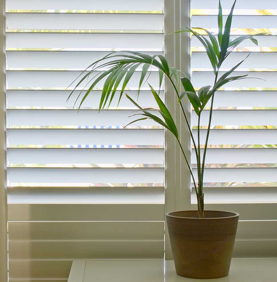 modern plantation shutters fitted with pot plant next to them